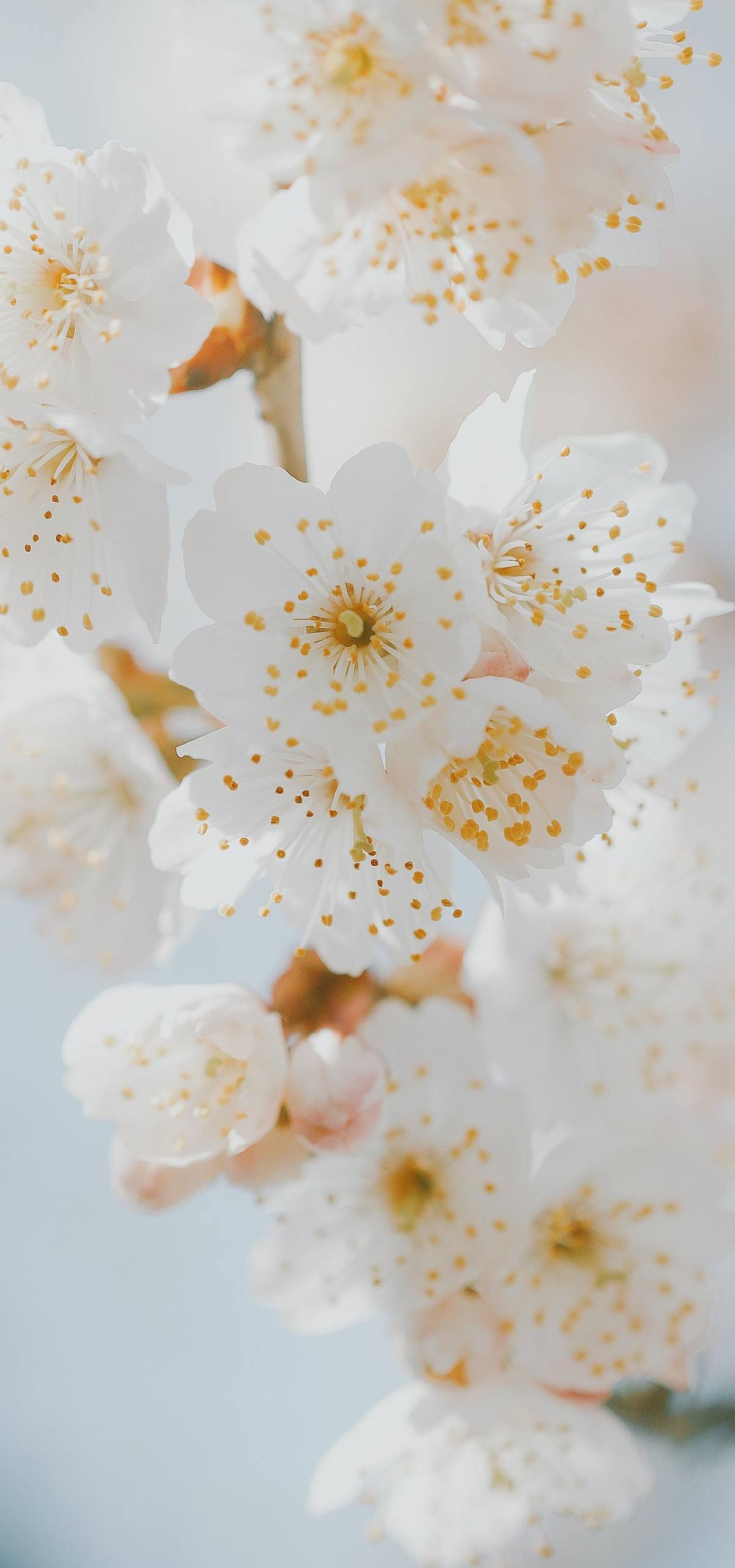风吹植物壁纸动态图片壁纸预览