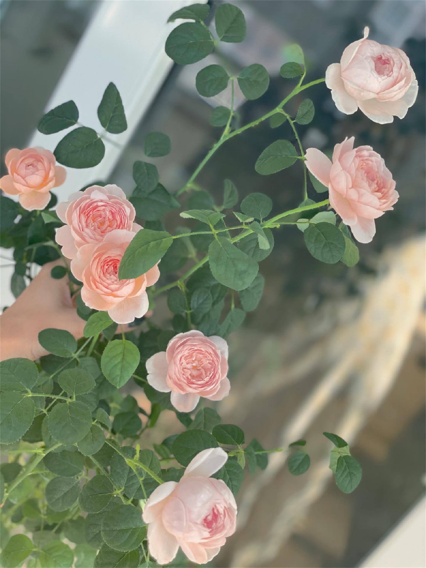 风景壁纸植物壁纸高清壁纸预览