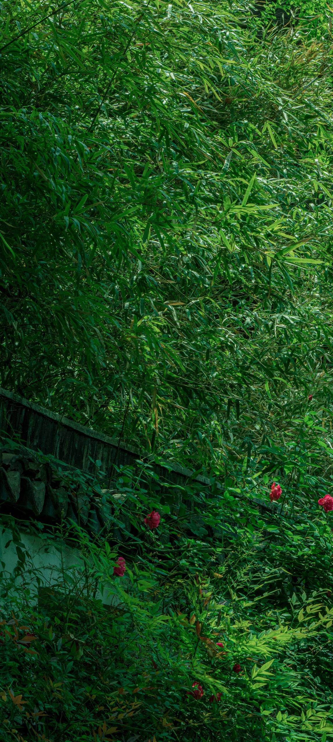 高清格桑花壁纸植物壁纸预览