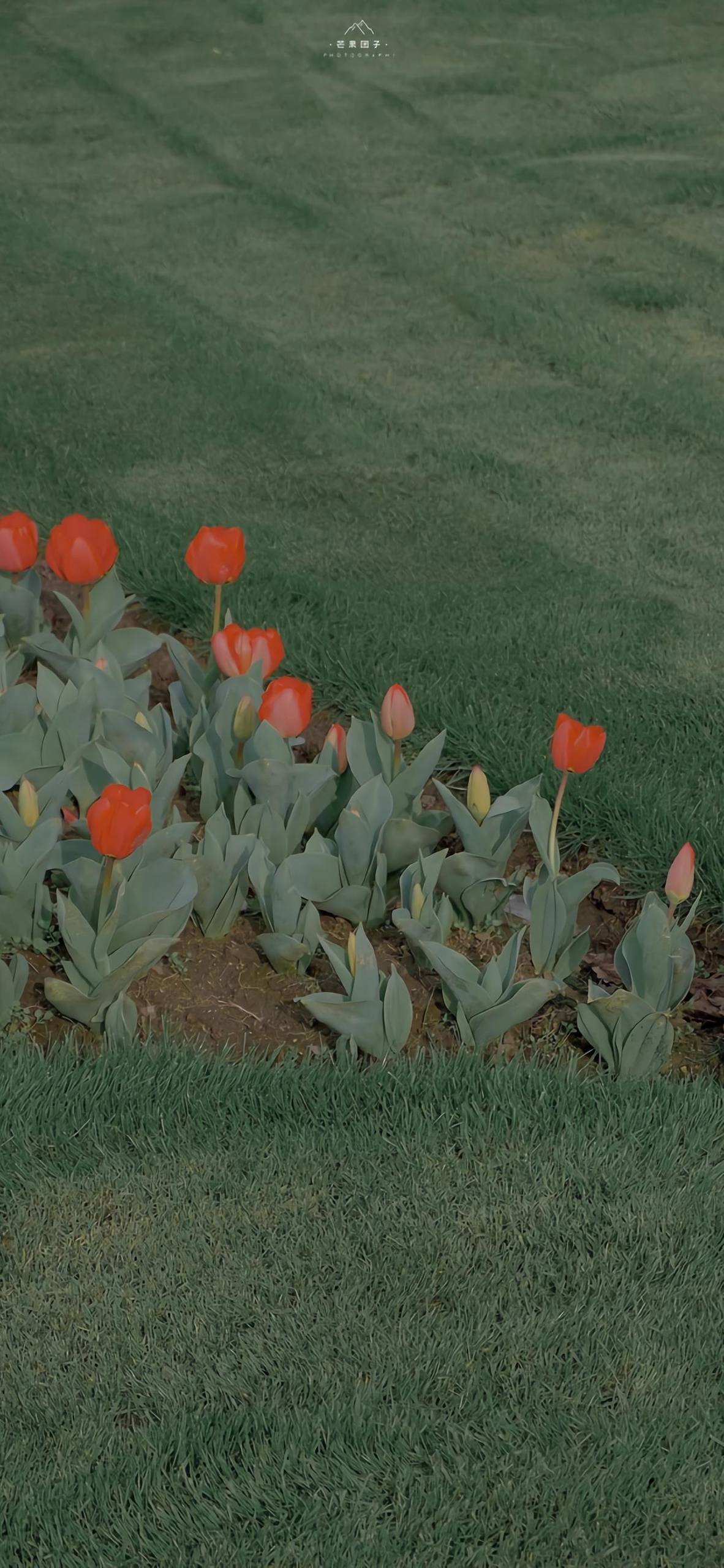 高清虚拟植物壁纸图片壁纸预览