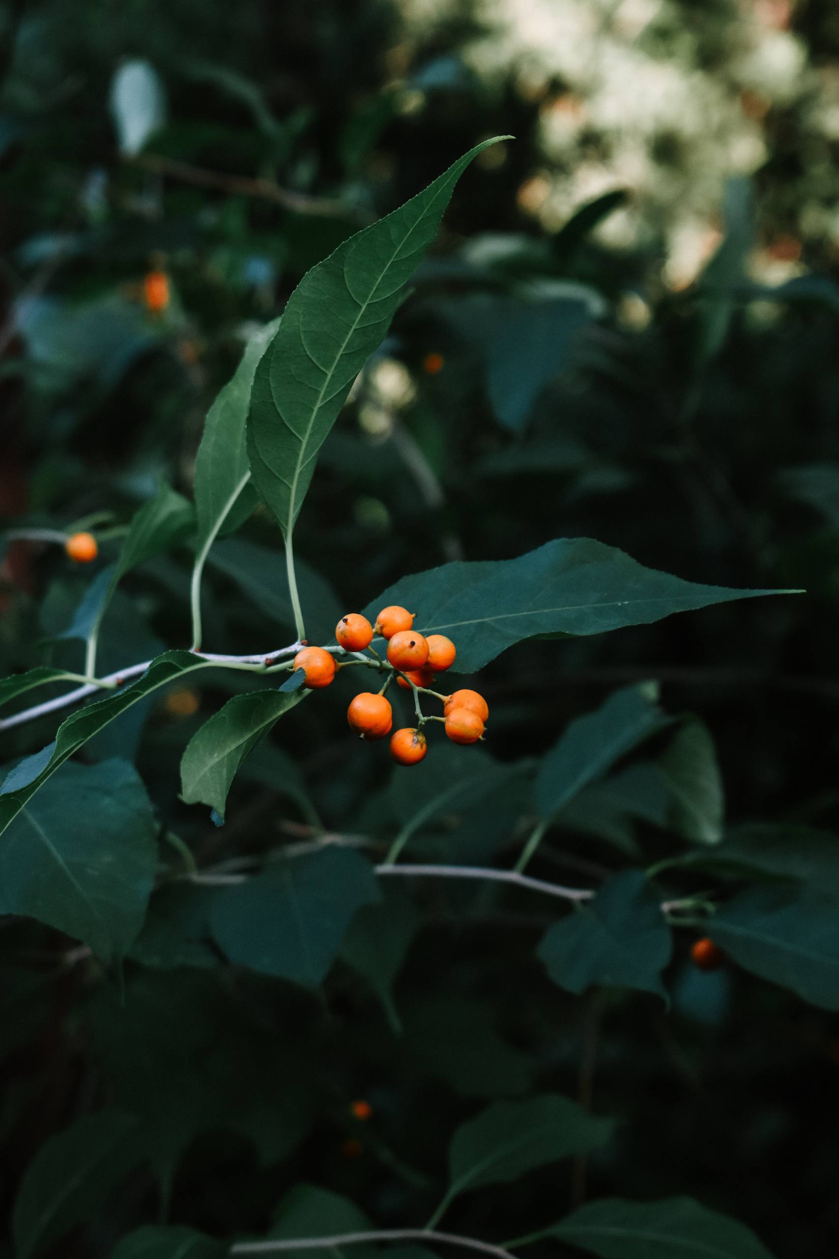 鲁迅植物园壁纸图片壁纸预览