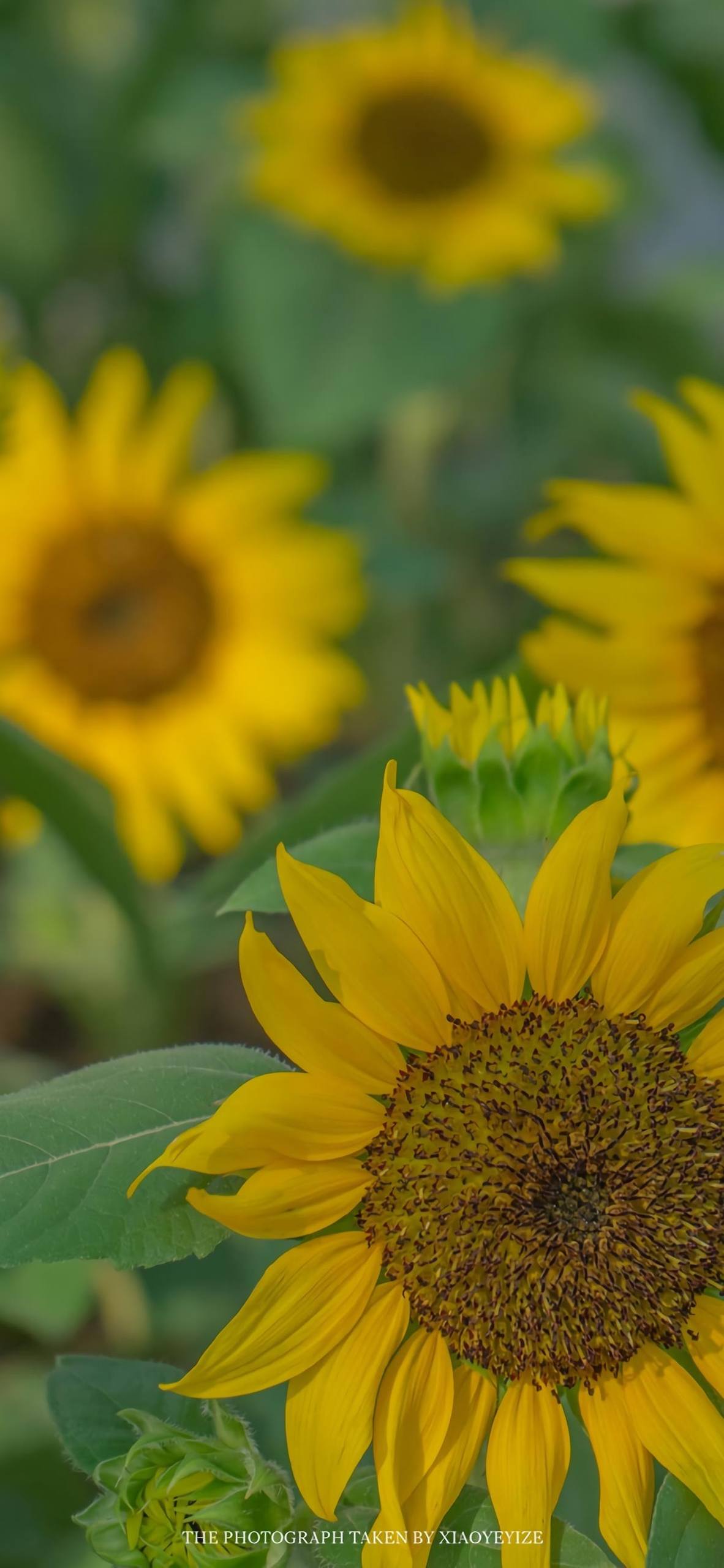 黄色壁纸植物图片卡通画壁纸预览