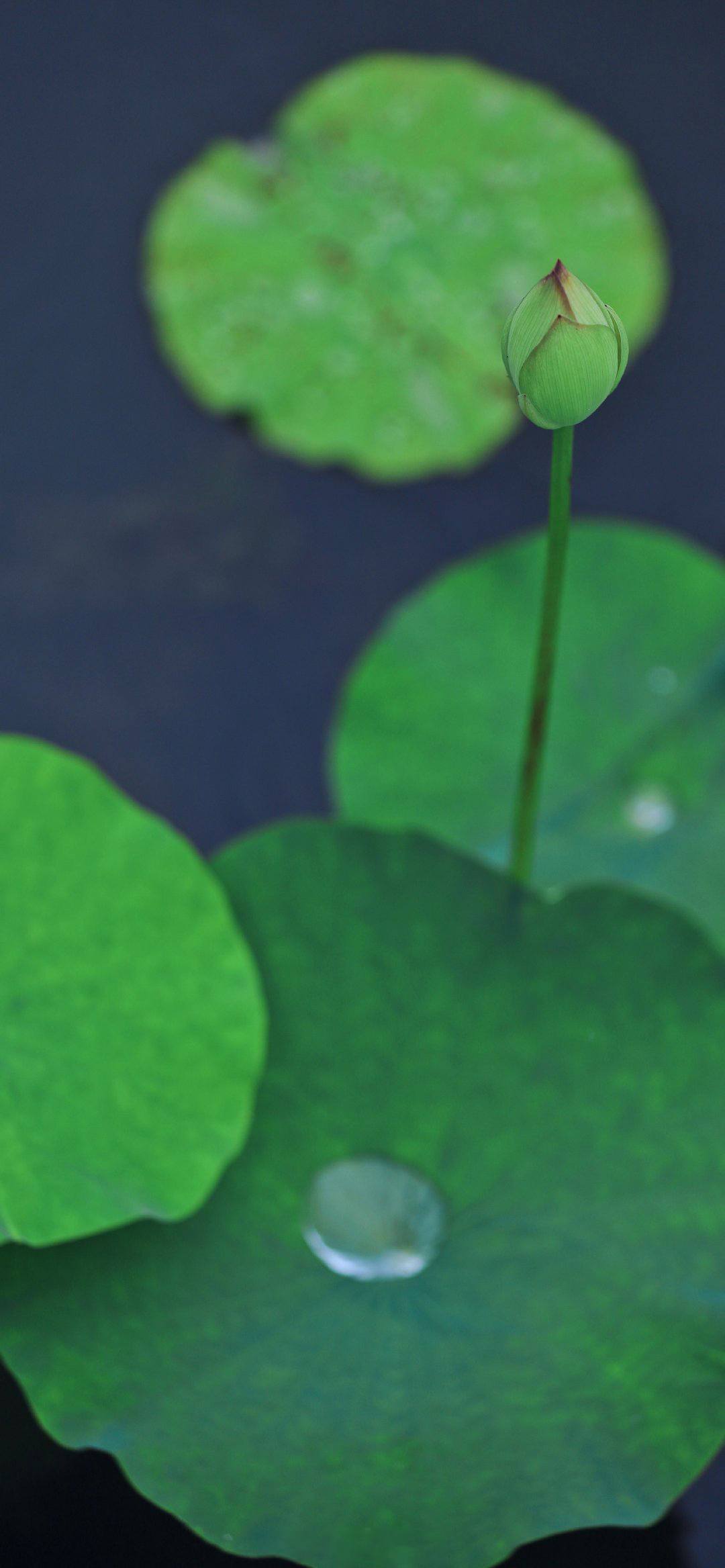 黑白插画植物壁纸图片壁纸预览