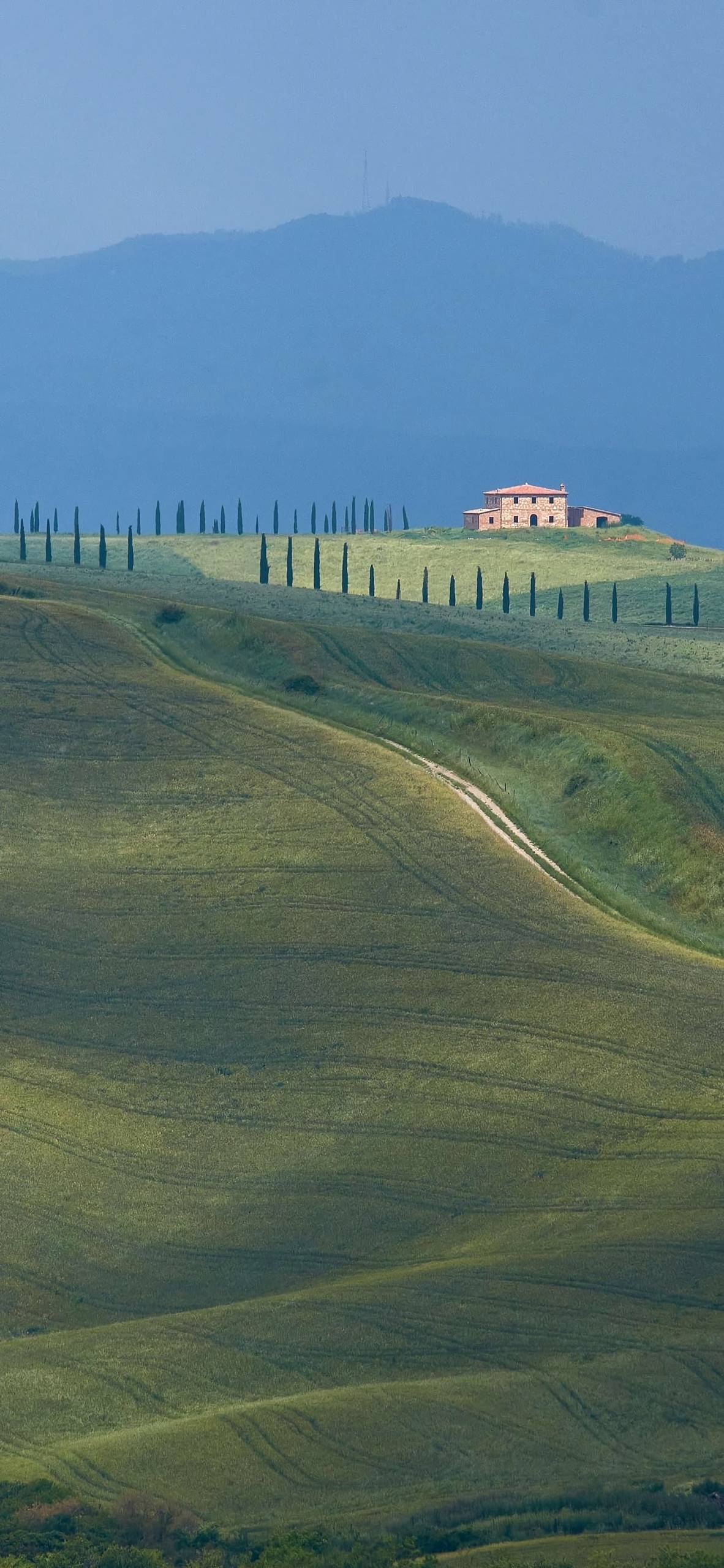 黑皮植物壁纸高清图壁纸预览